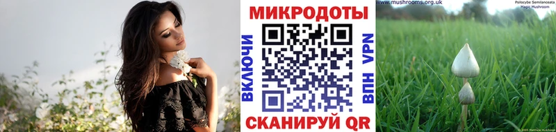 дарк нет Telegram  Терек  Псилоцибиновые грибы Psilocybine cubensis  где купить наркоту 